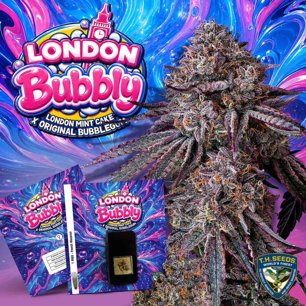 London Bubbly by T.H. Seeds