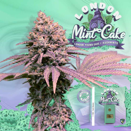 London Mint Cake by T.H. Seeds