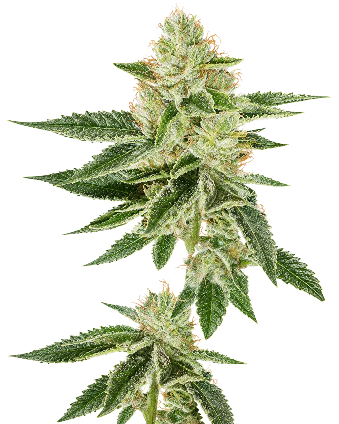 Louis XIII OG by The Cali Connection