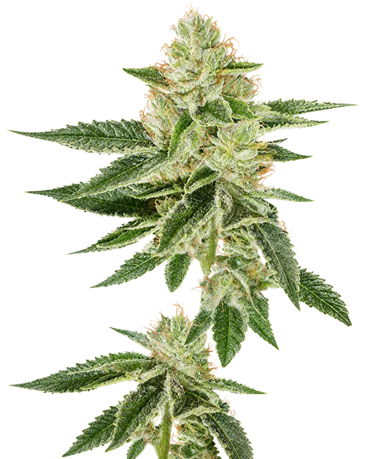 Louis XIII OG by The Cali Connection