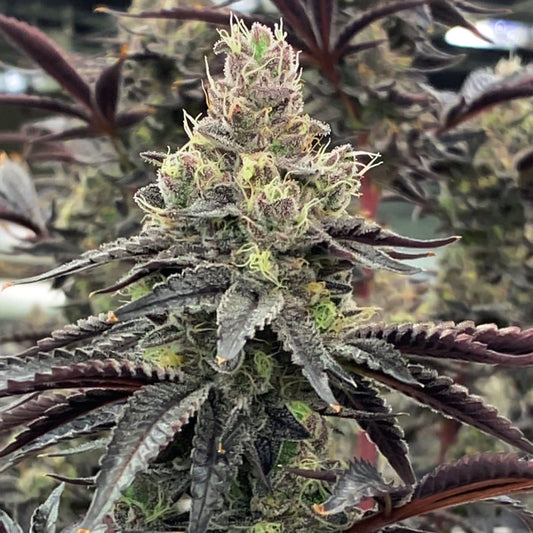 Luv Muffin by Rare Dankness
