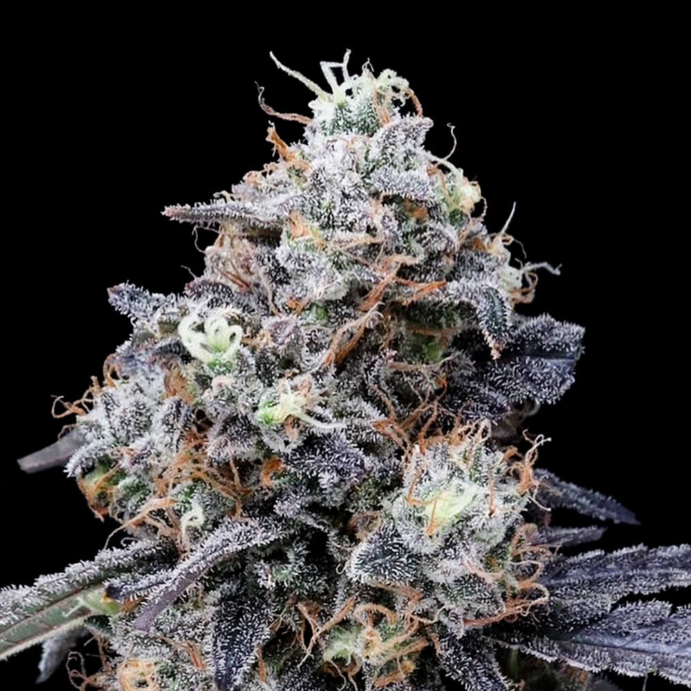 Auto Mac Melon by DNA Genetics