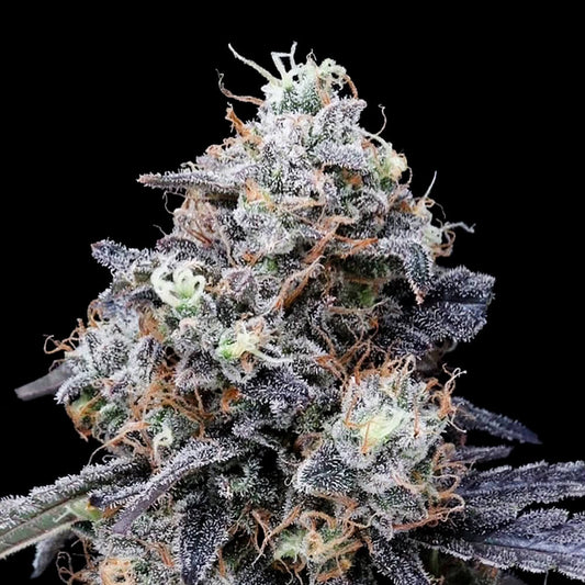 Auto Mac Melon by DNA Genetics
