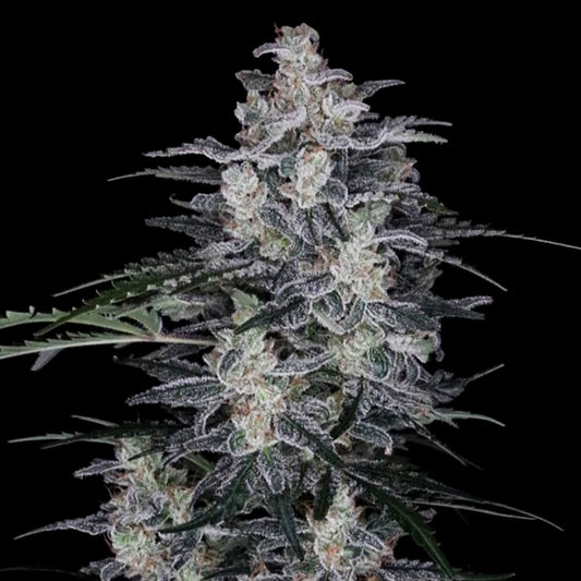 Auto Mac Nana by DNA Genetics