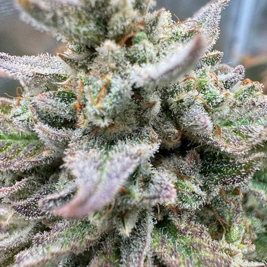 Magician's Alliance by Night Owl Seeds