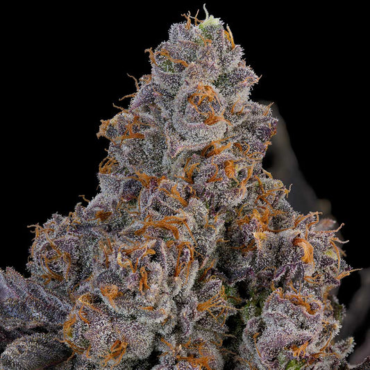 Maracuya by Grounded Genetics