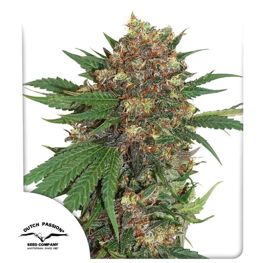 Master Kush by Dutch Passion