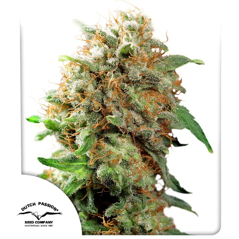 Mazar by Dutch Passion