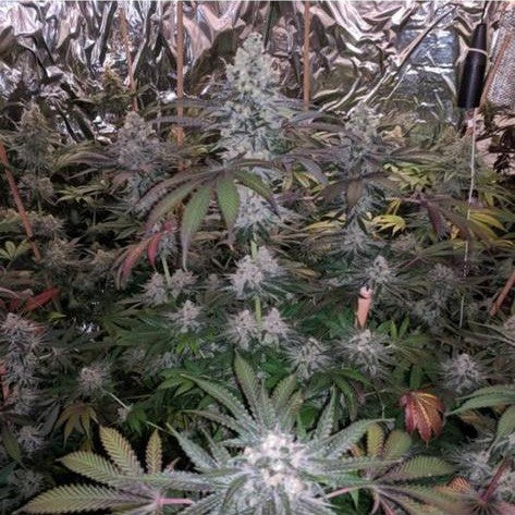 Melonaid Zkittlez by The Plug Seedbank