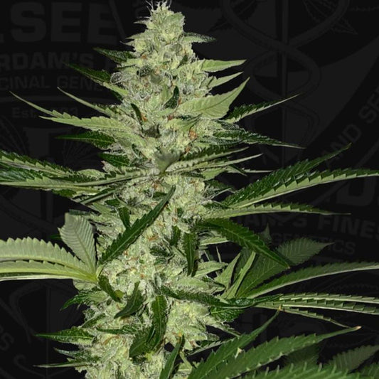 MelonSicle by T.H. Seeds