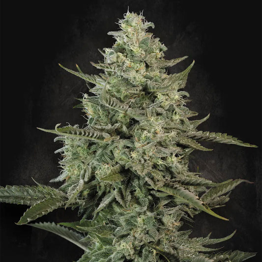 Mendo Creme by Paradise Seeds