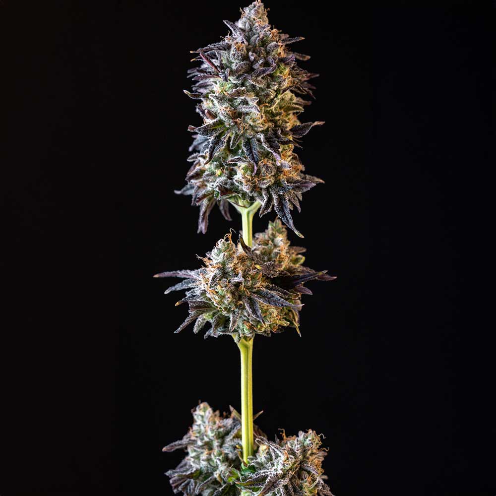 Merengon by Black Tuna Seeds