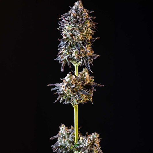 Merengon by Black Tuna Seeds
