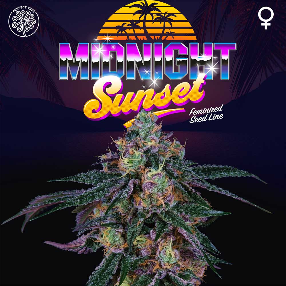 Midnight Sunset by Perfect Tree