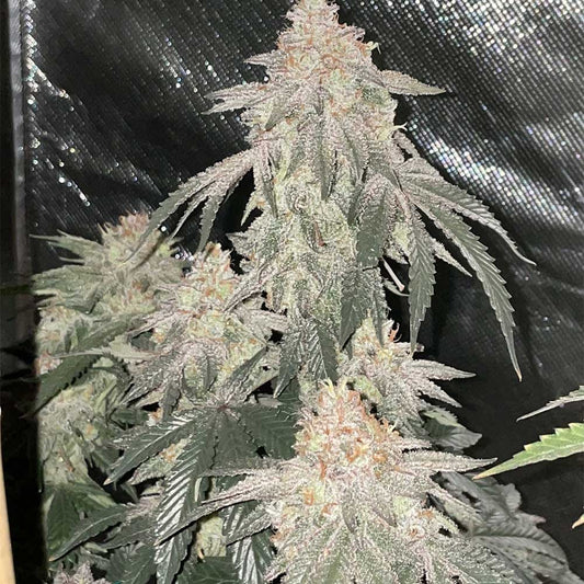 Milk of Macnesia - MOM by Capulator Seeds
