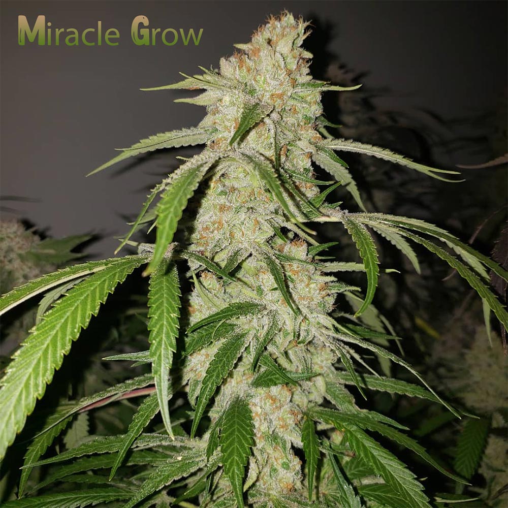Miracle Grow by Capulator Seeds