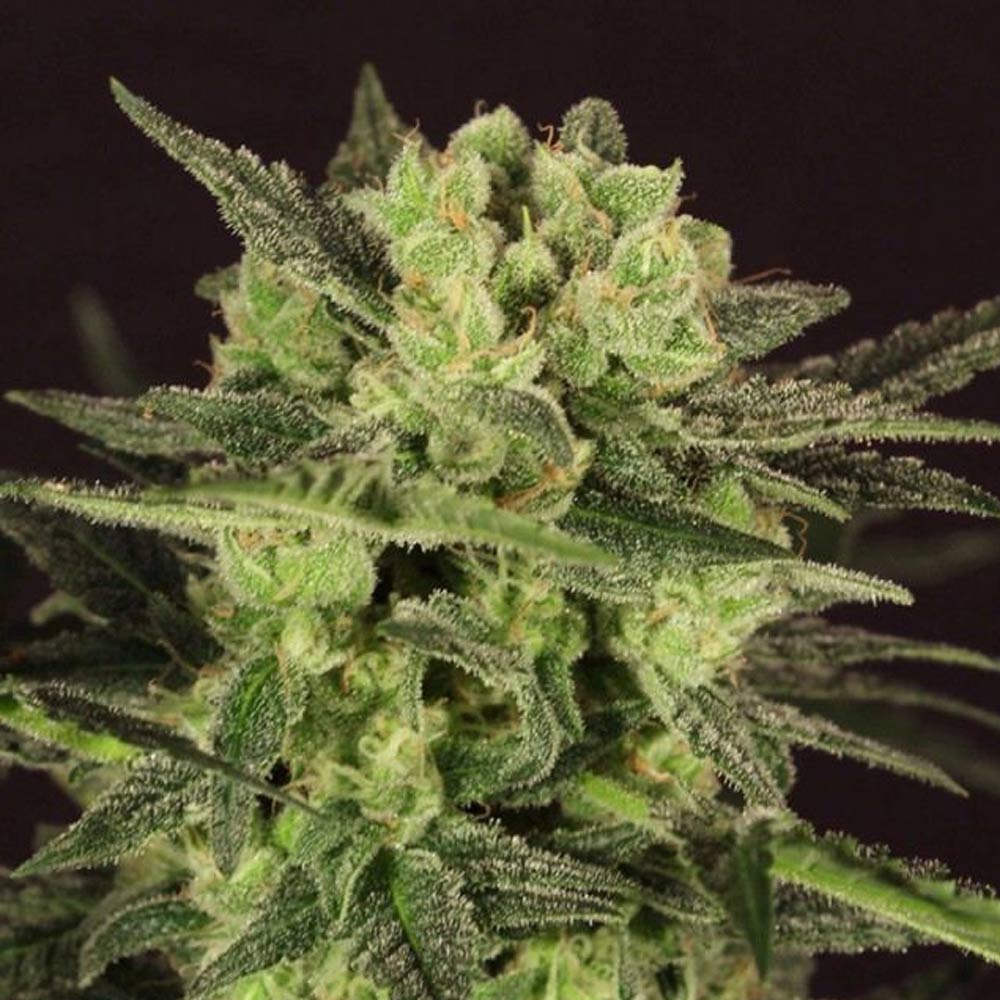 Auto MK Ultra by T.H. Seeds