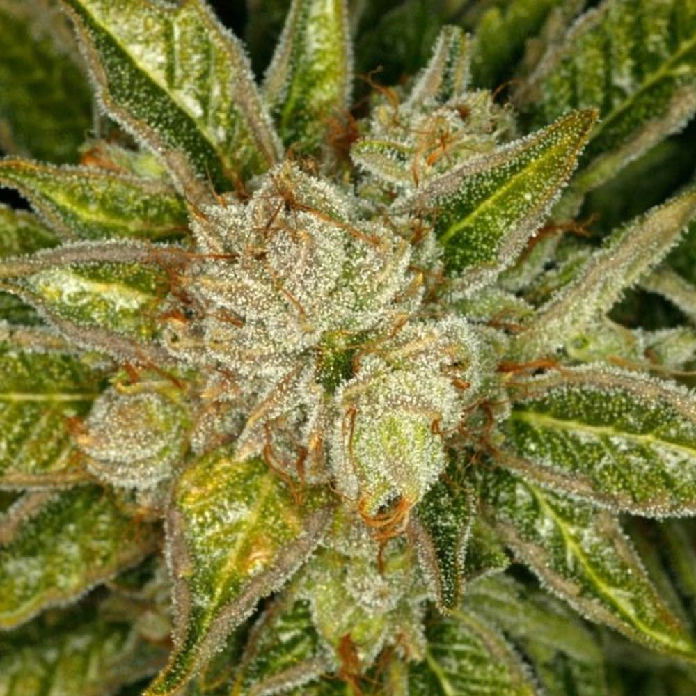 MK Ultra by T.H. Seeds