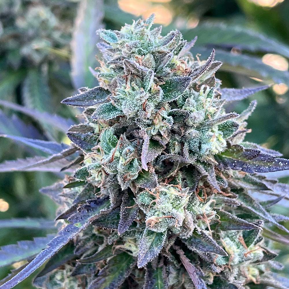Momo by EZ Genetics