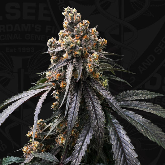 Mona Lisa x Bubblegum by T.H. Seeds