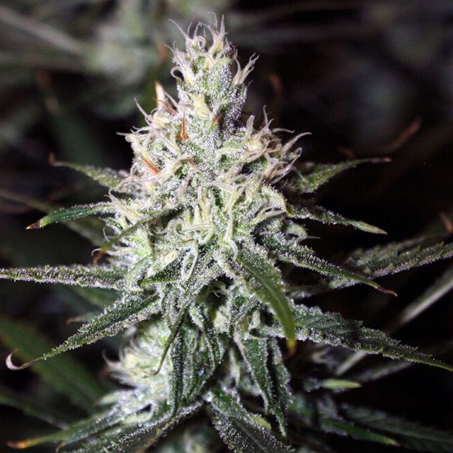 Moonshine Haze by Rare Dankness
