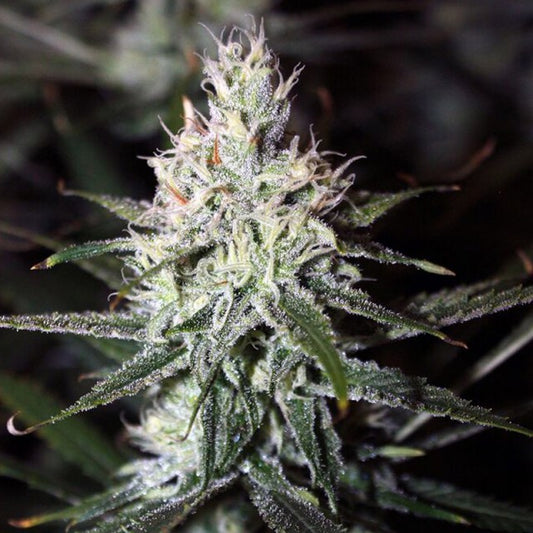Moonshine Haze by Rare Dankness