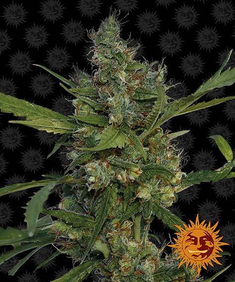 Morning Glory by Barneys Farm