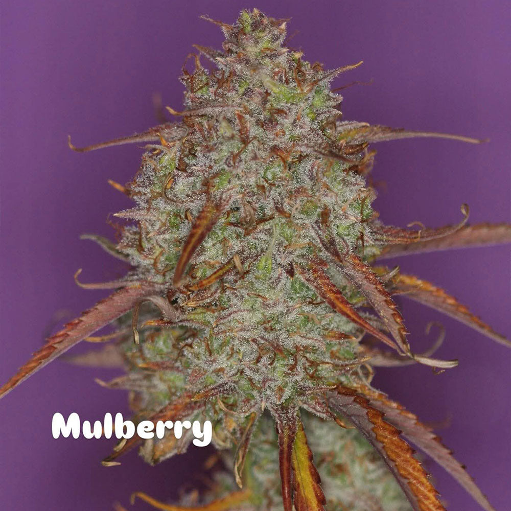 Mulberry F3 by Night Owl Seeds