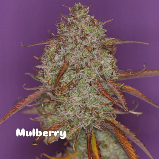 Mulberry F3 by Night Owl Seeds