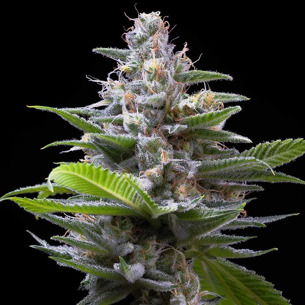 Murder Hornet Feminized Cannabis Seeds by Cookies Seeds