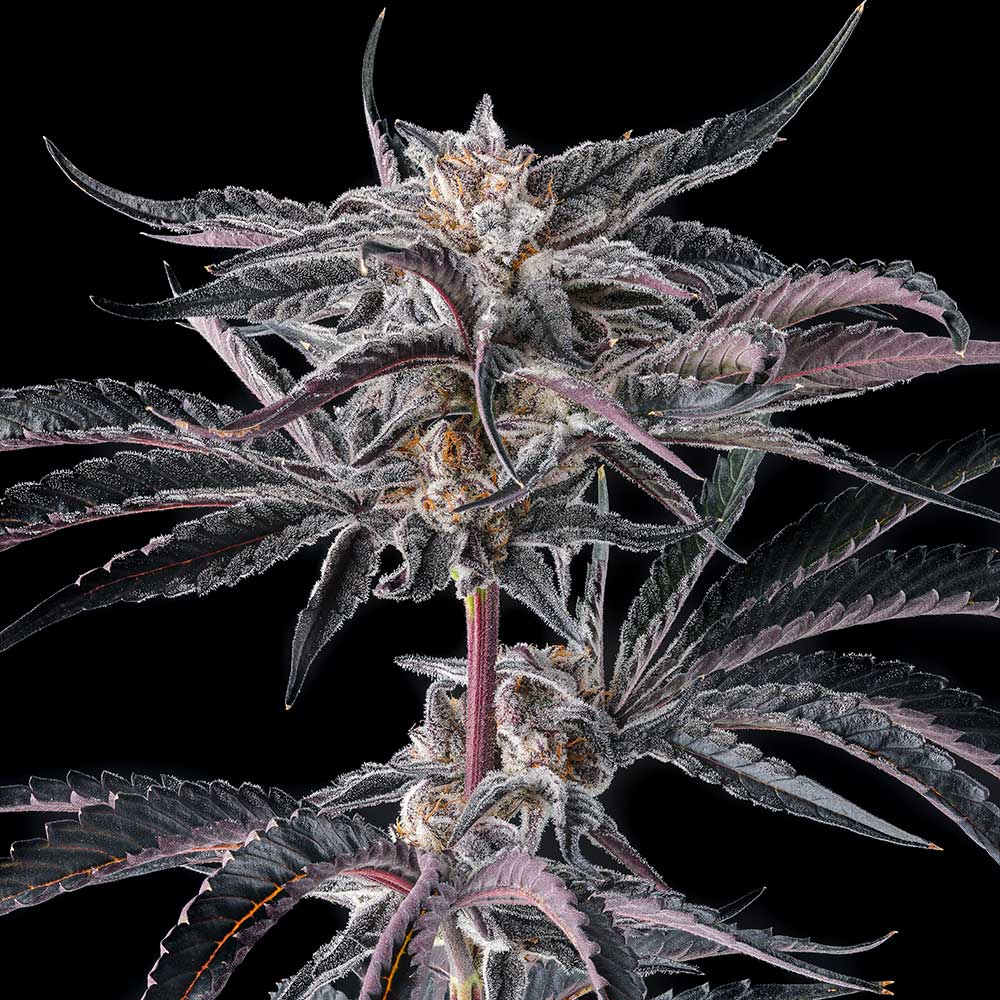 Nakamara by Compound Genetics