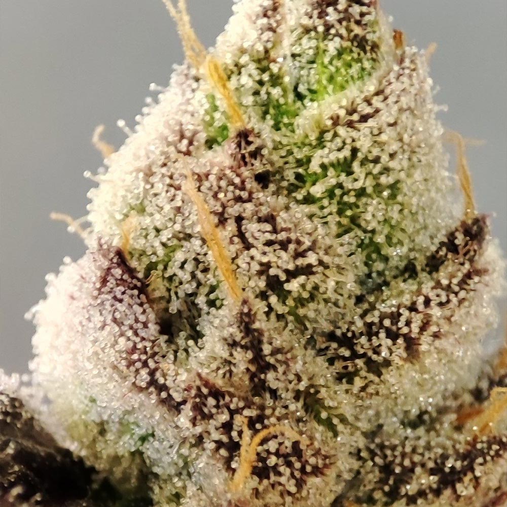 Naughty Dawg by Seeds of Anarchy