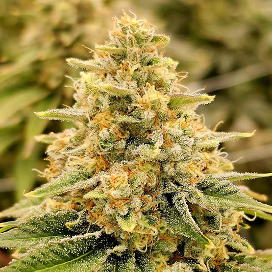 Nectar by Karma Genetics