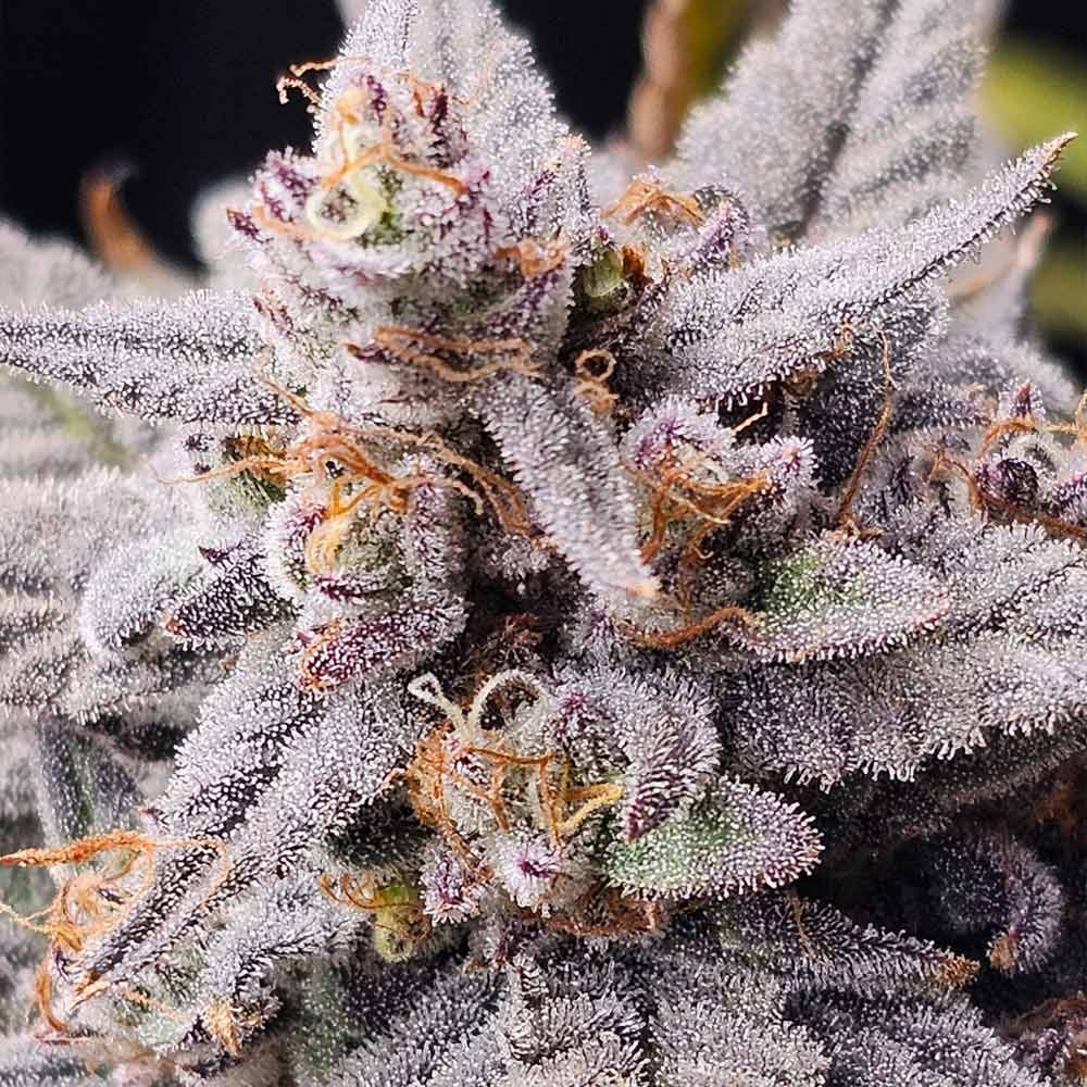 Mondo Smash by Night Owl Seeds