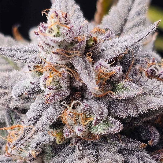 Mondo Smash by Night Owl Seeds