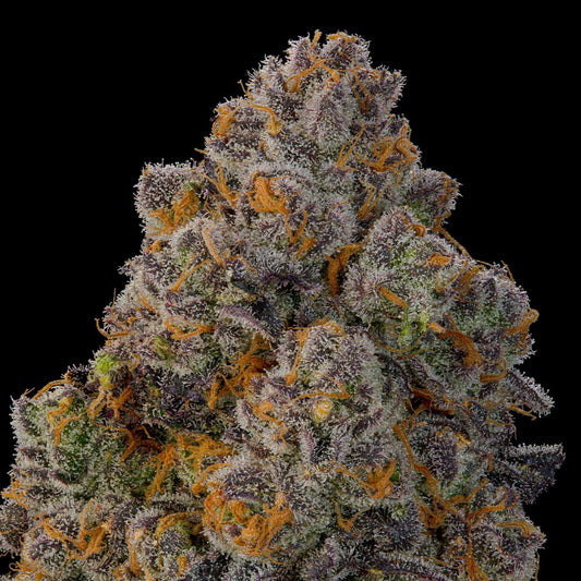 Nigiri by Grounded Genetics