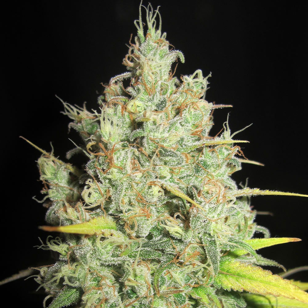 Nord Stream Gas by Ultra Genetics
