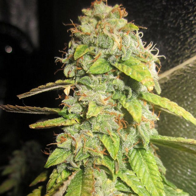 Notorious OG by Pheno Finder Seeds