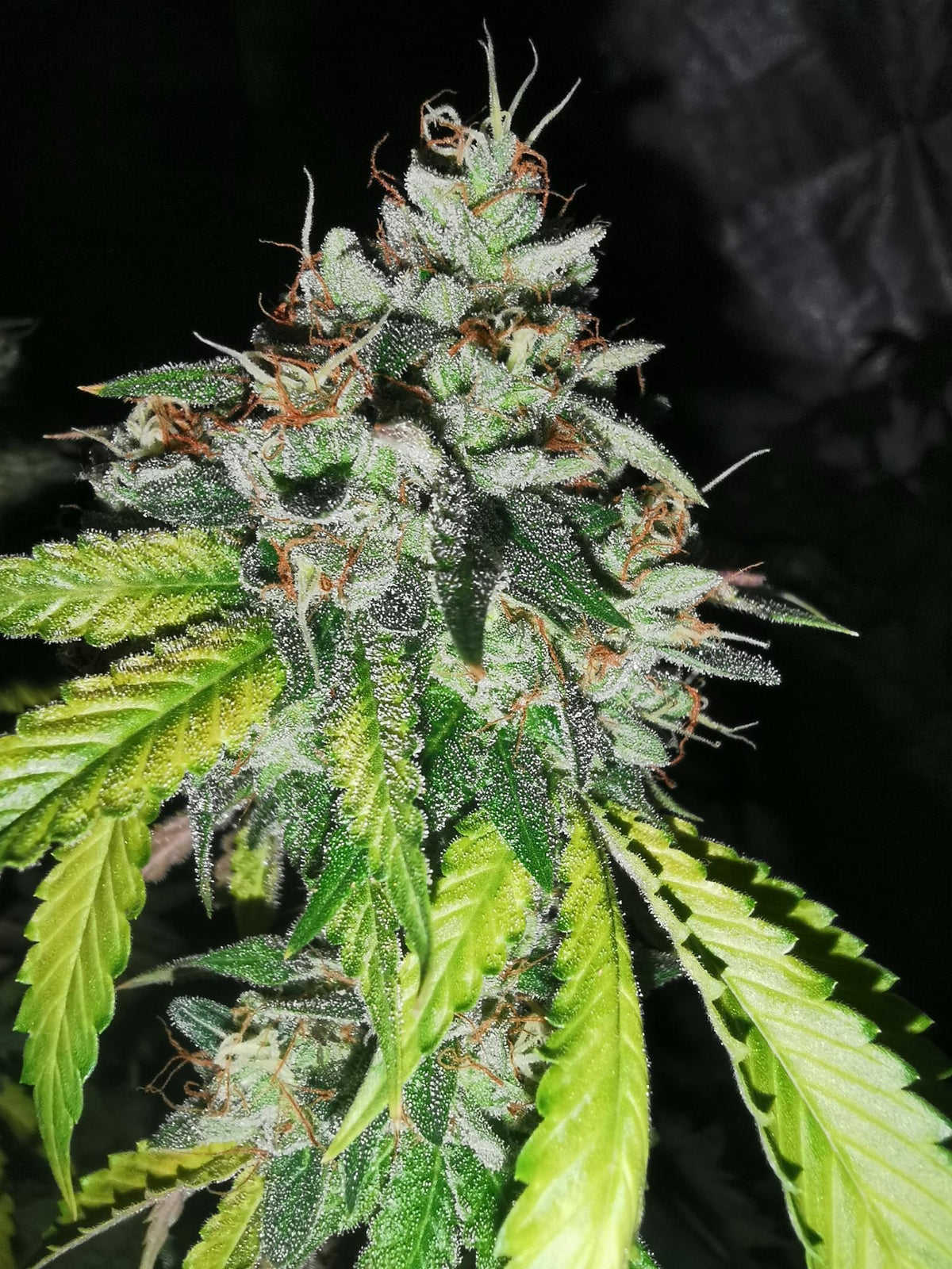 Notorious Z by Pheno Finder Seeds