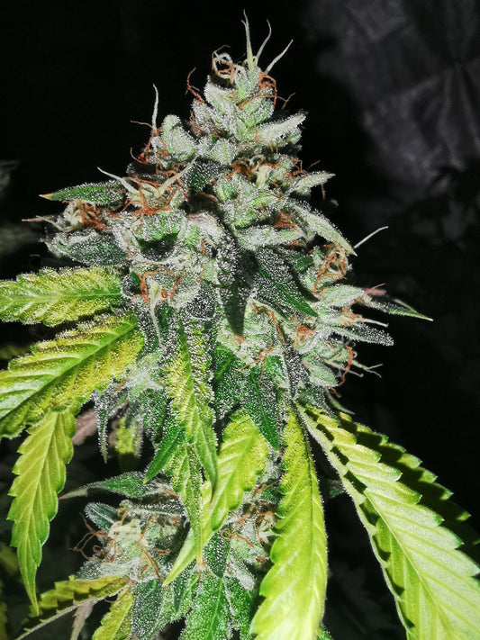 Notorious Z by Pheno Finder Seeds
