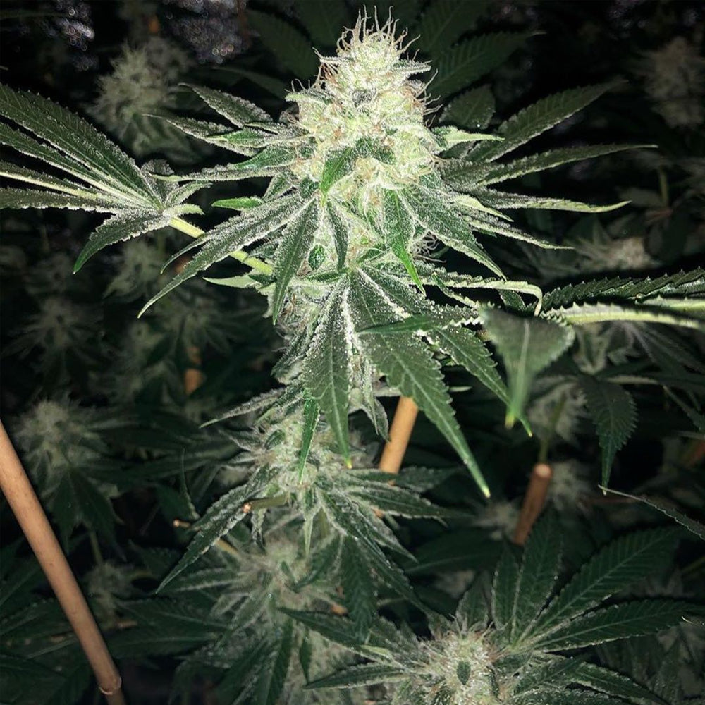 ODV Sour by Lady Sativa Genetics