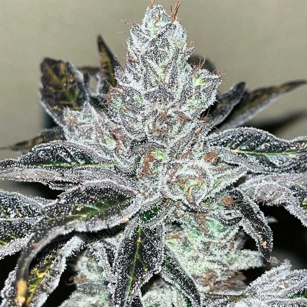 Oreoz Kosher by Old School Genetics
