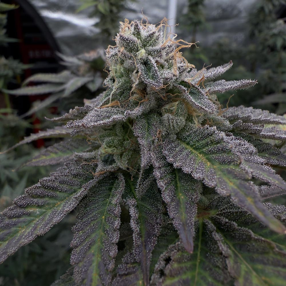 Omakaza by EZ Genetics