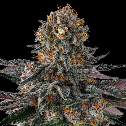 Orange Moon by Compound Genetics