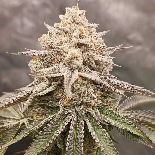 Orange Runtz Cake - 2.0 by Conscious Genetics