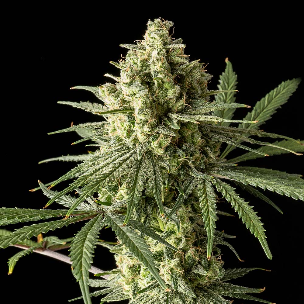 Original Blue Cheese by The Original Big Buddha Family Farms