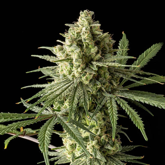 Original Blue Cheese by The Original Big Buddha Family Farms