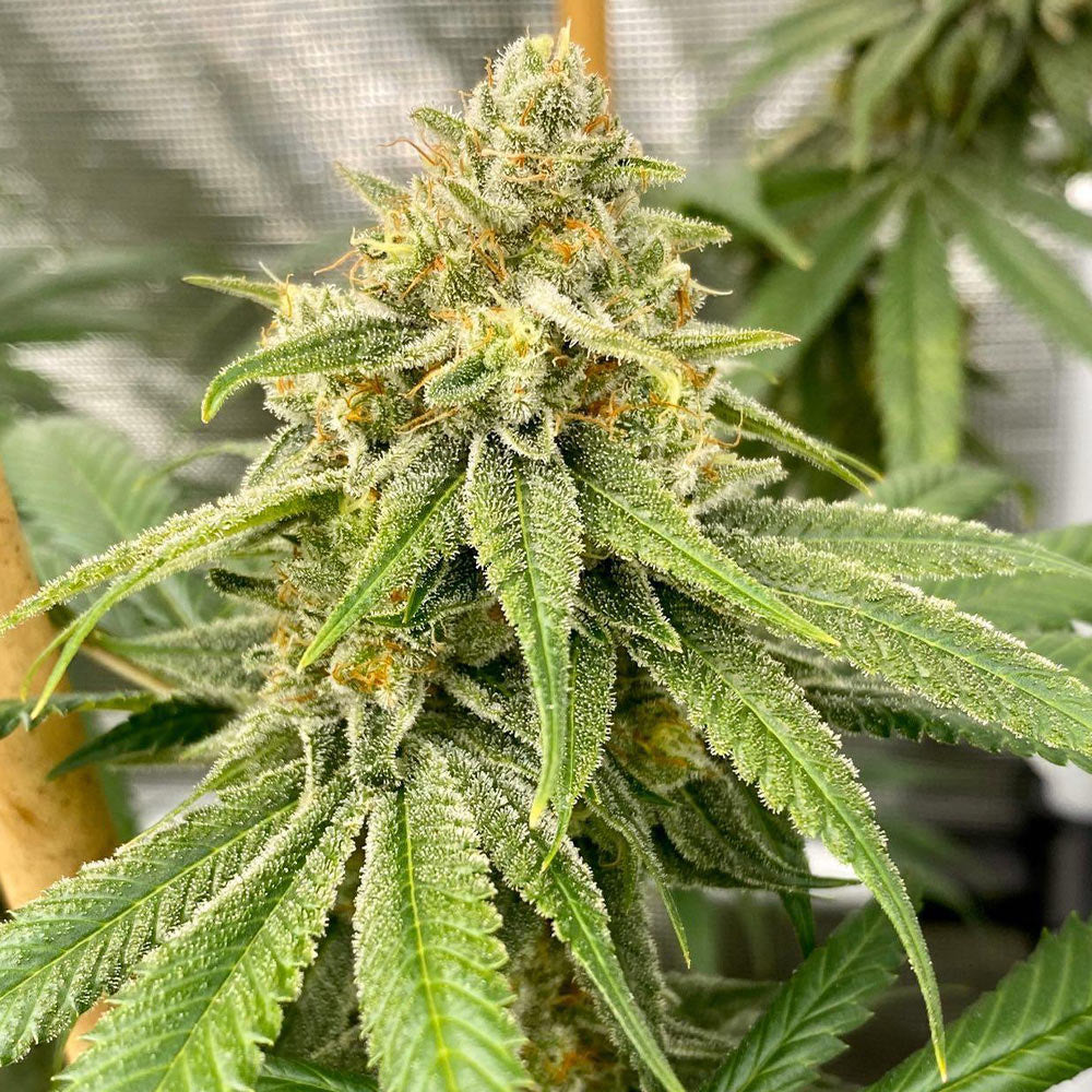 OS Glue by Old School Genetics