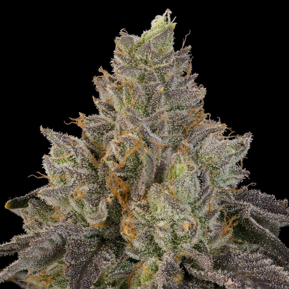 OZ Guava by Grounded Genetics