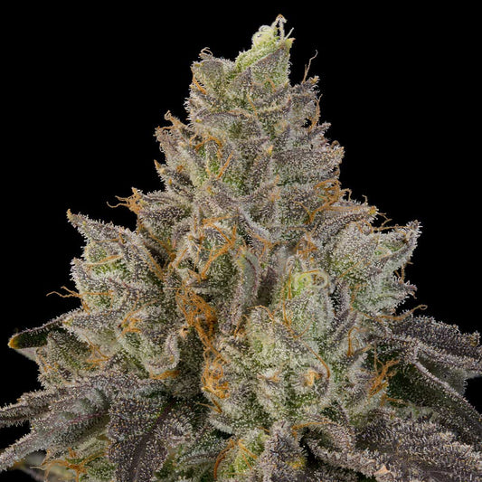 OZ Guava by Grounded Genetics